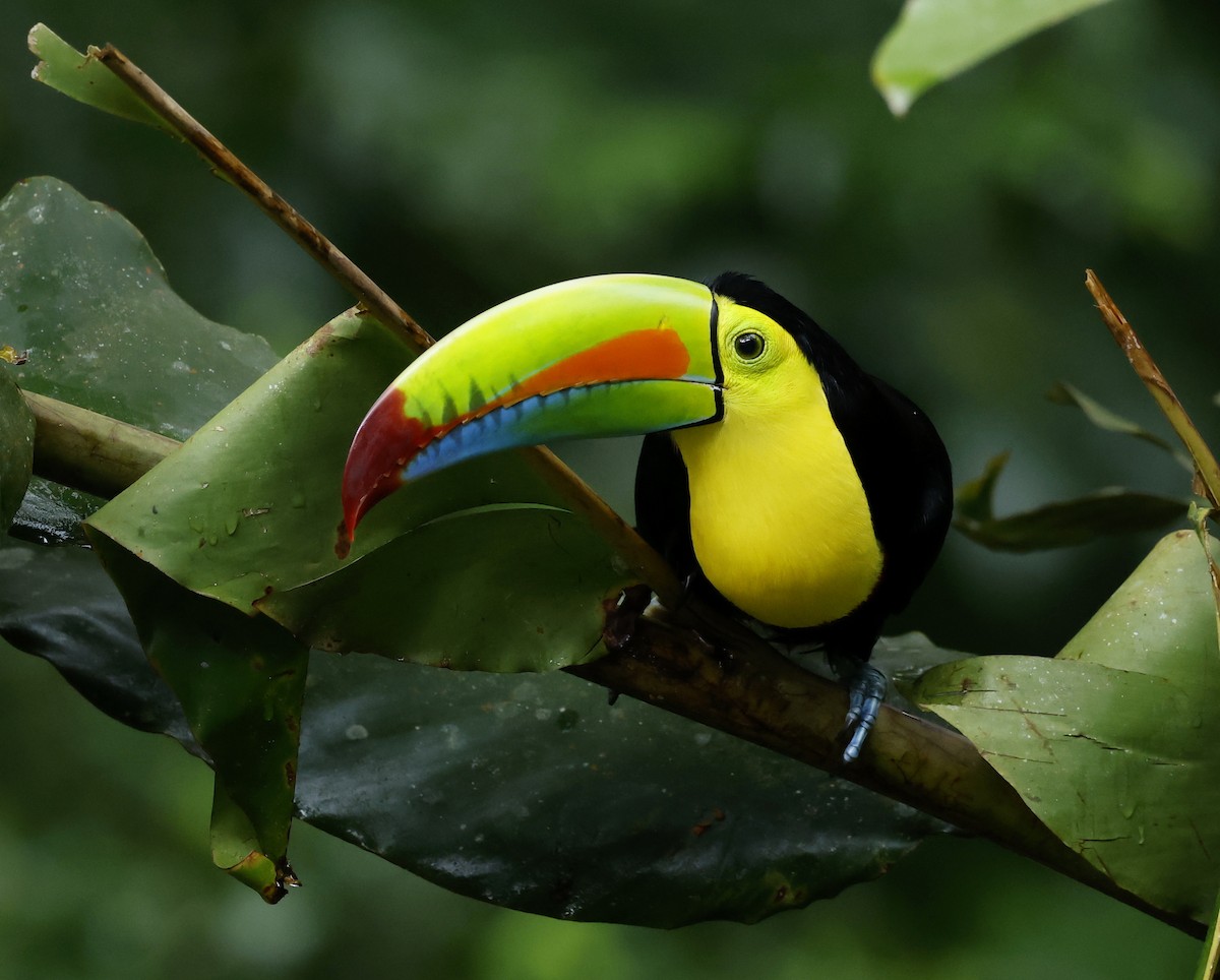 tukan středoamerický - ML645938829