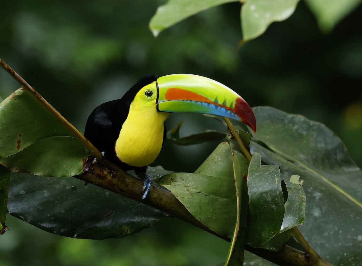 tukan středoamerický - ML645938831