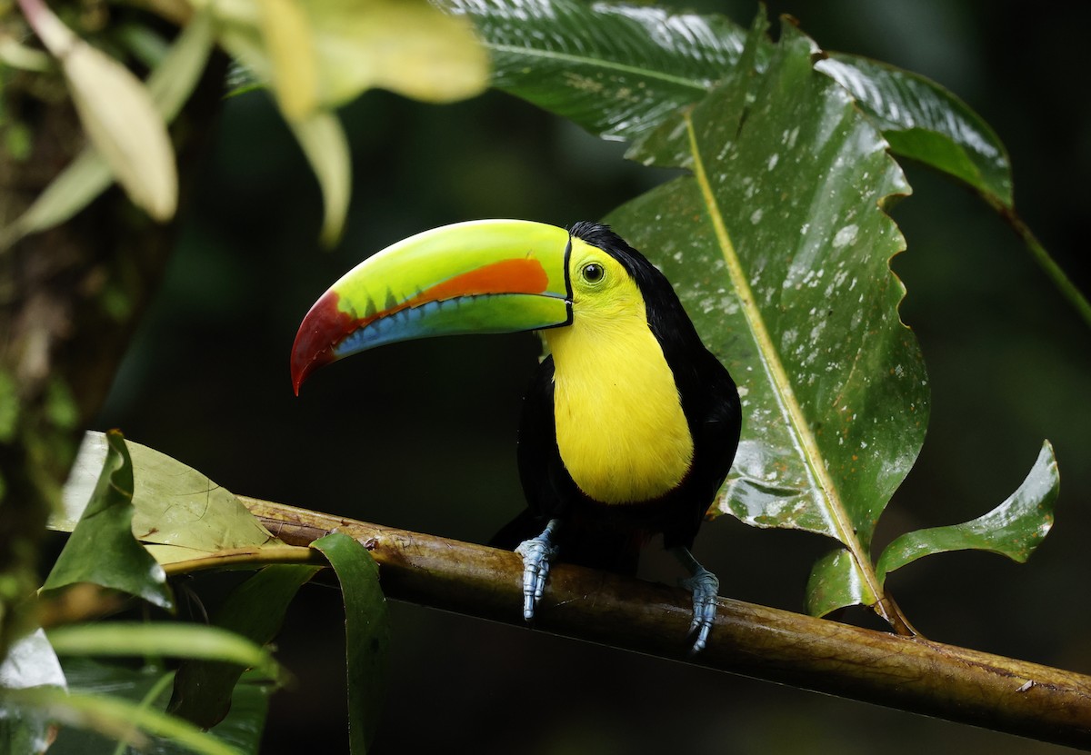 tukan středoamerický - ML645938837