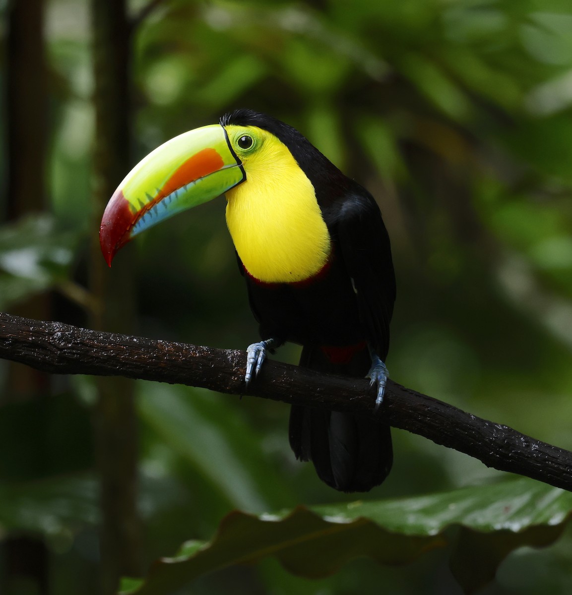tukan středoamerický - ML645938840