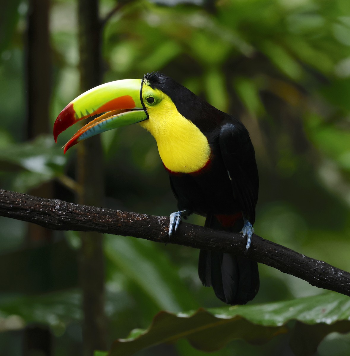 tukan středoamerický - ML645938852