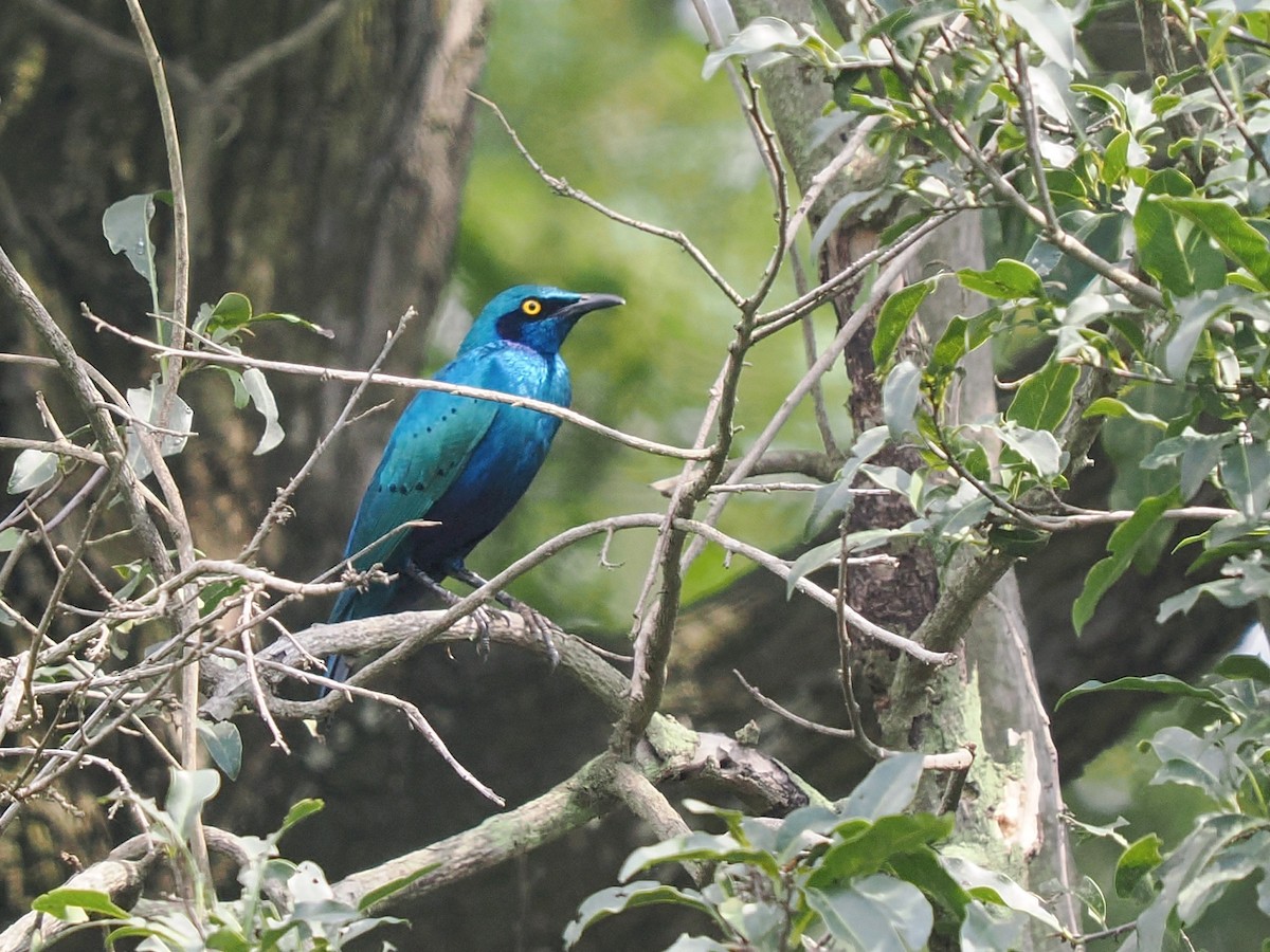 blåøreglansstær - ML645938854