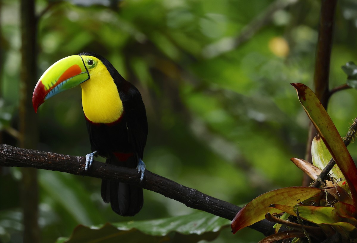 tukan středoamerický - ML645938857