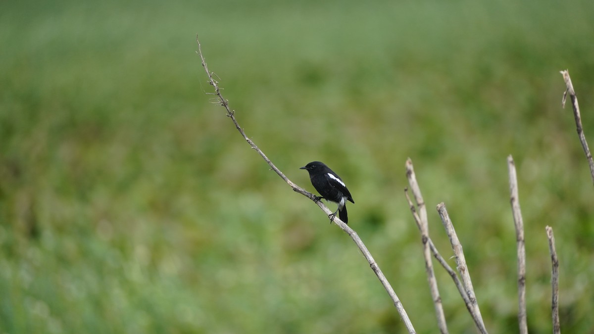 Pied Bushchat - ML645938858
