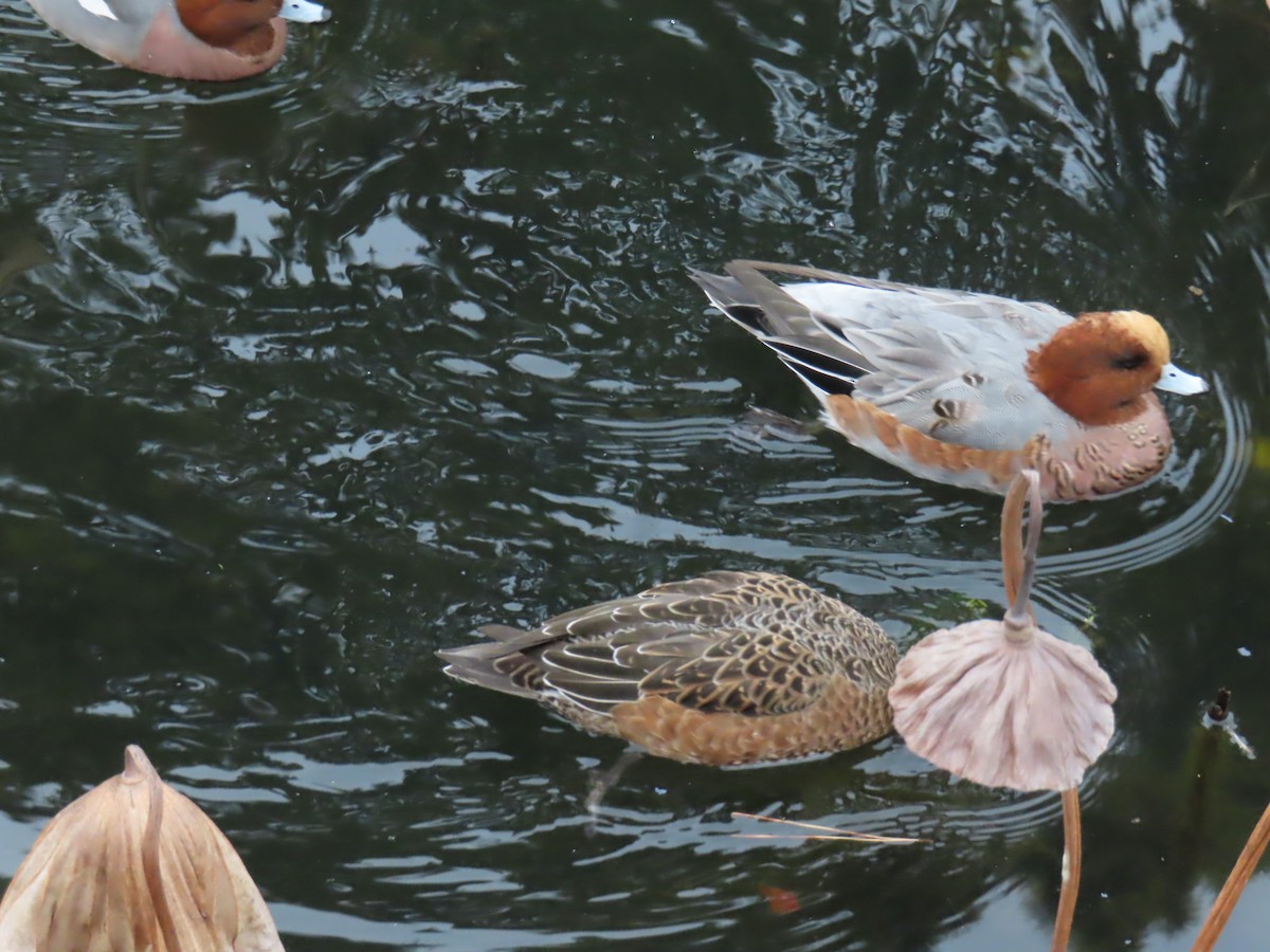 Eurasian Wigeon - ML645938864