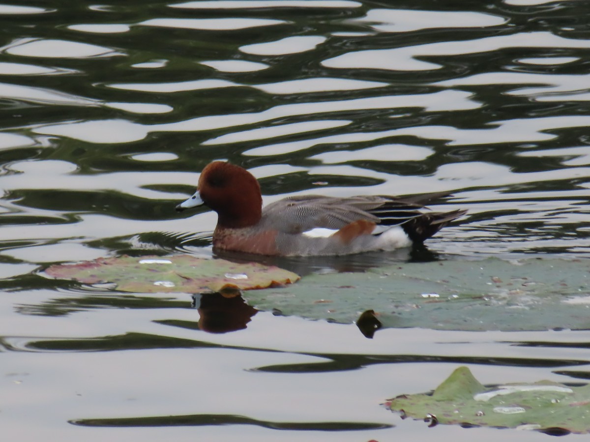 Eurasian Wigeon - ML645938865