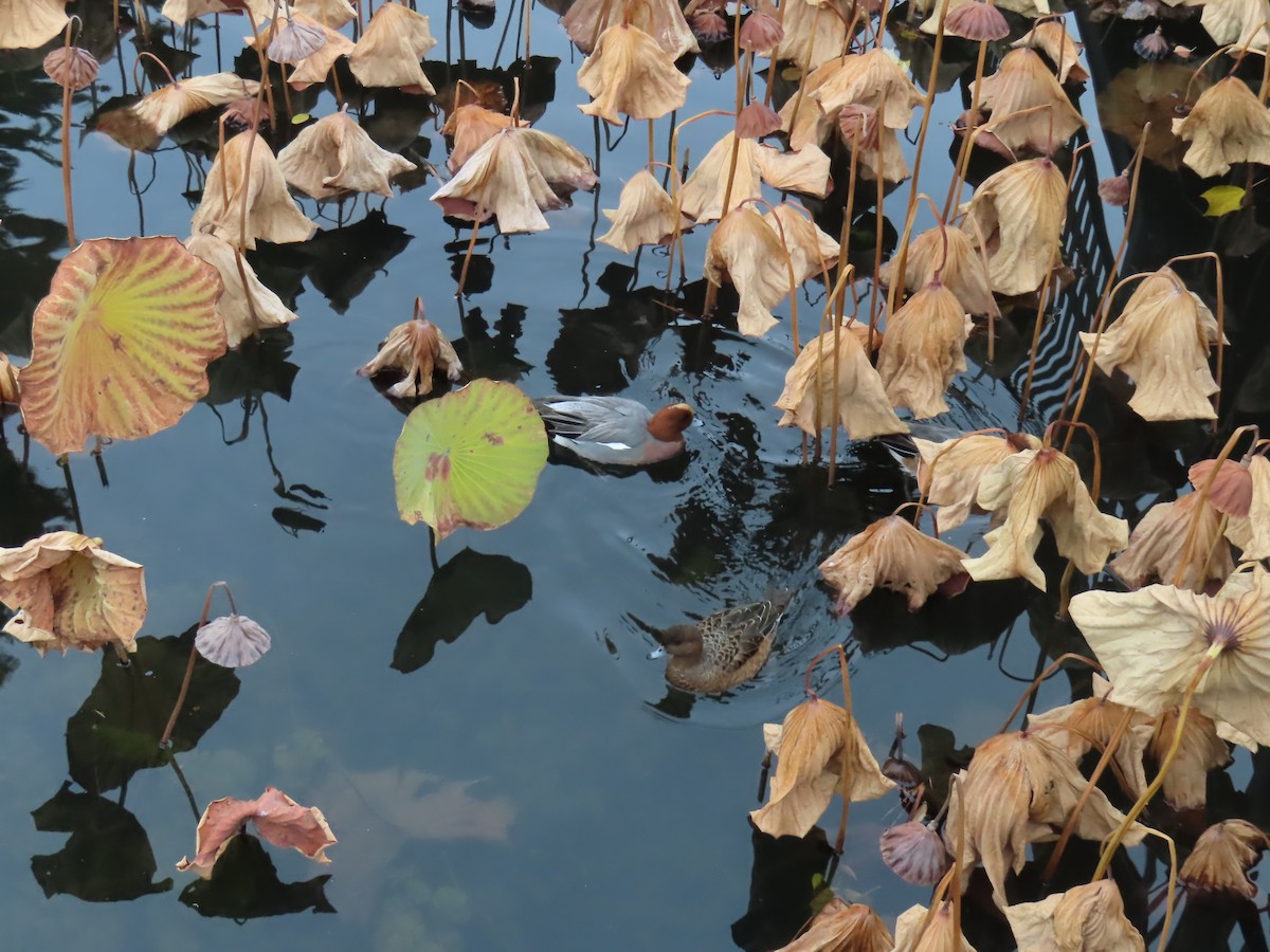 Eurasian Wigeon - ML645938866