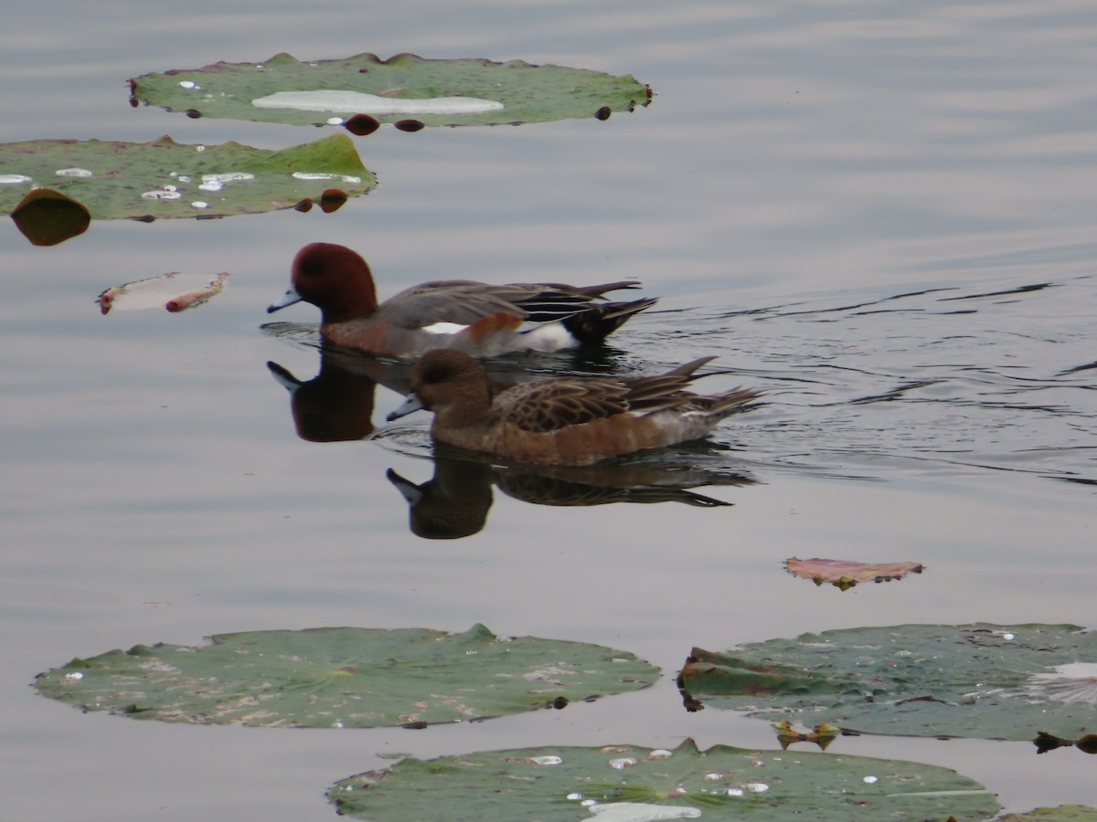 Eurasian Wigeon - ML645938867