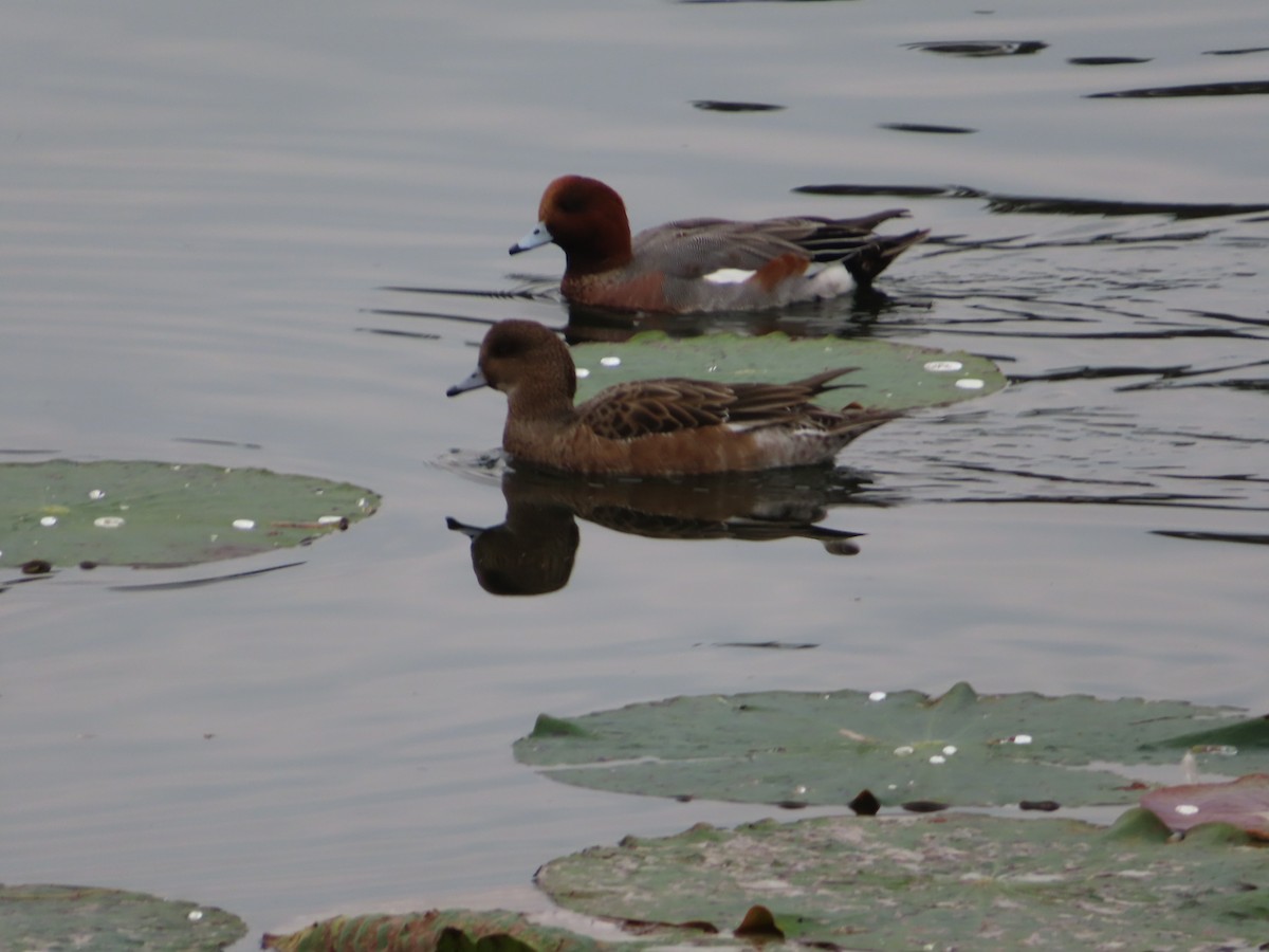 Eurasian Wigeon - ML645938868