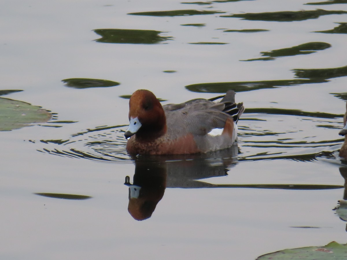 Eurasian Wigeon - ML645938869