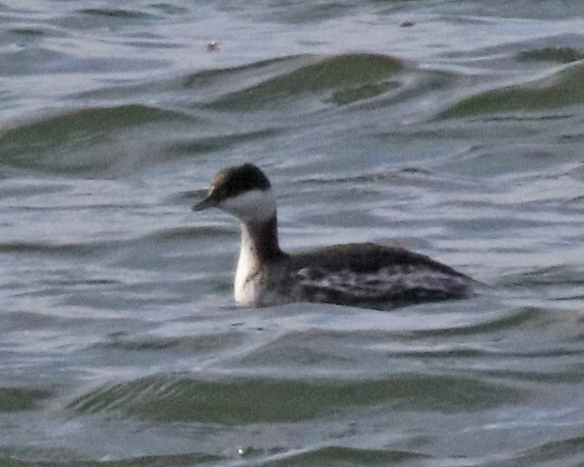 ミミカイツブリ - ML645938873