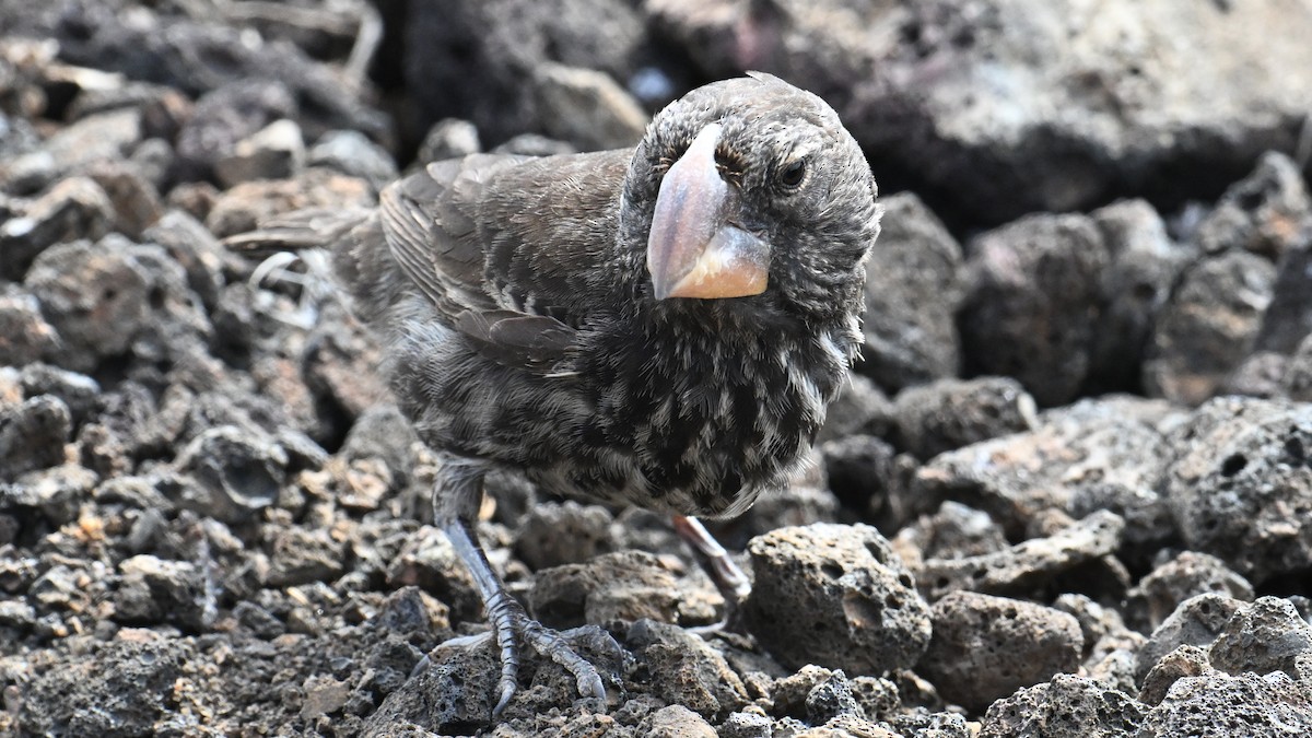 Large Ground-Finch - ML645938874