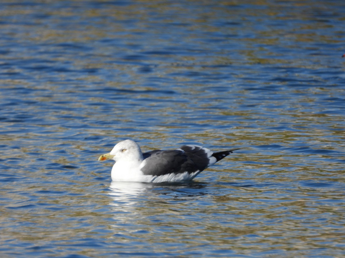 Zafferano - ML645938875