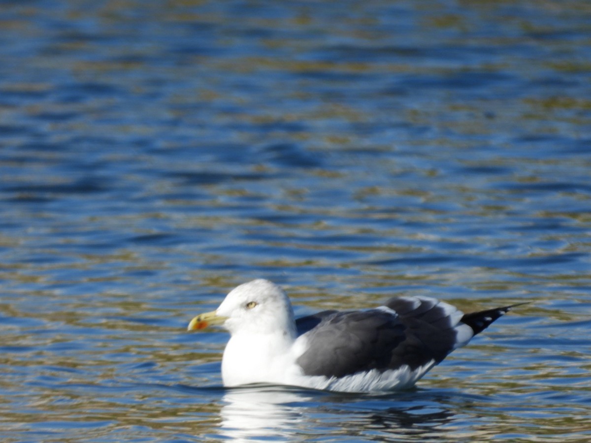 Zafferano - ML645938876