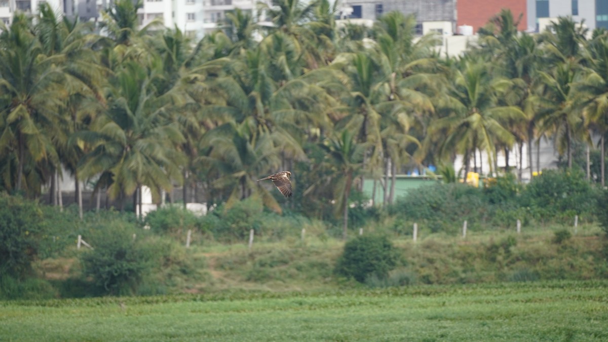 Western Marsh Harrier - ML645938877