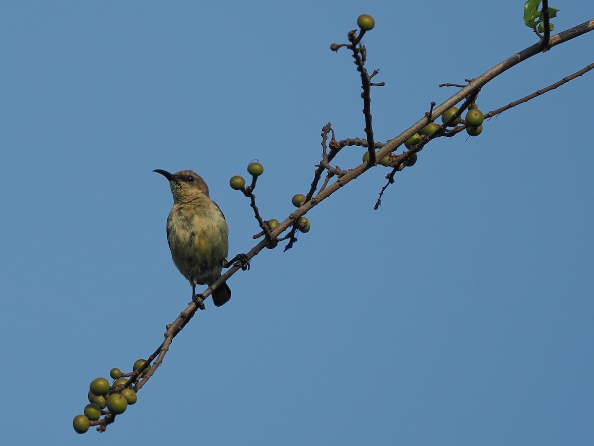 Variable Sunbird - ML645938890