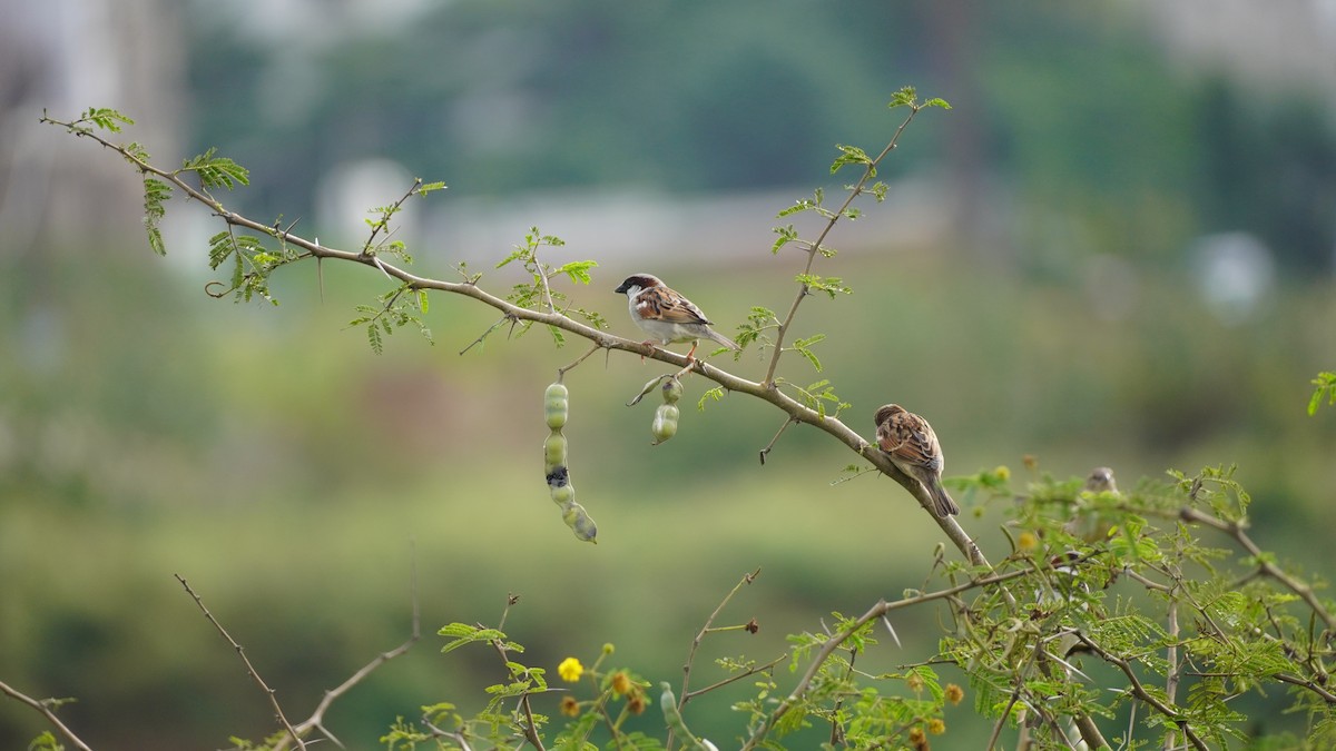 House Sparrow - ML645938891