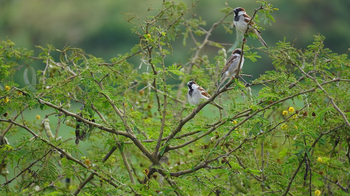 House Sparrow - ML645938892