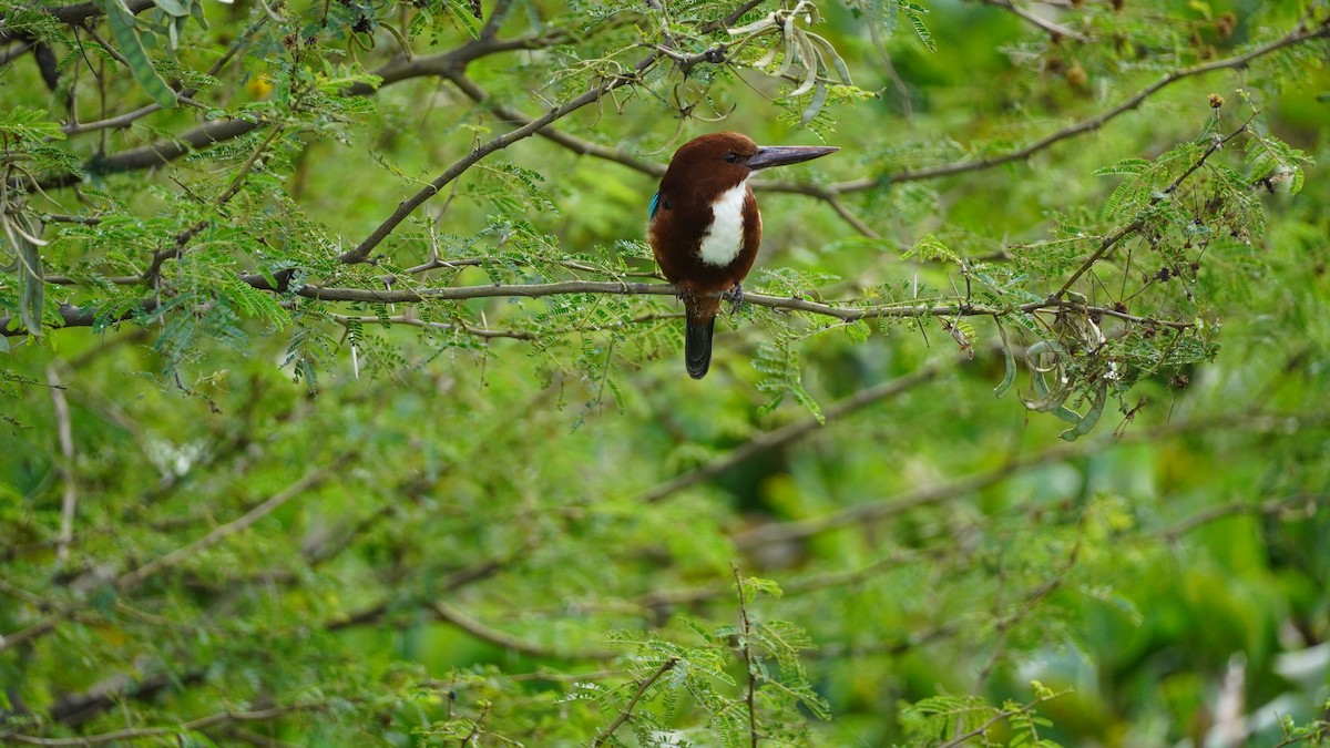 White-throated Kingfisher - ML645938903