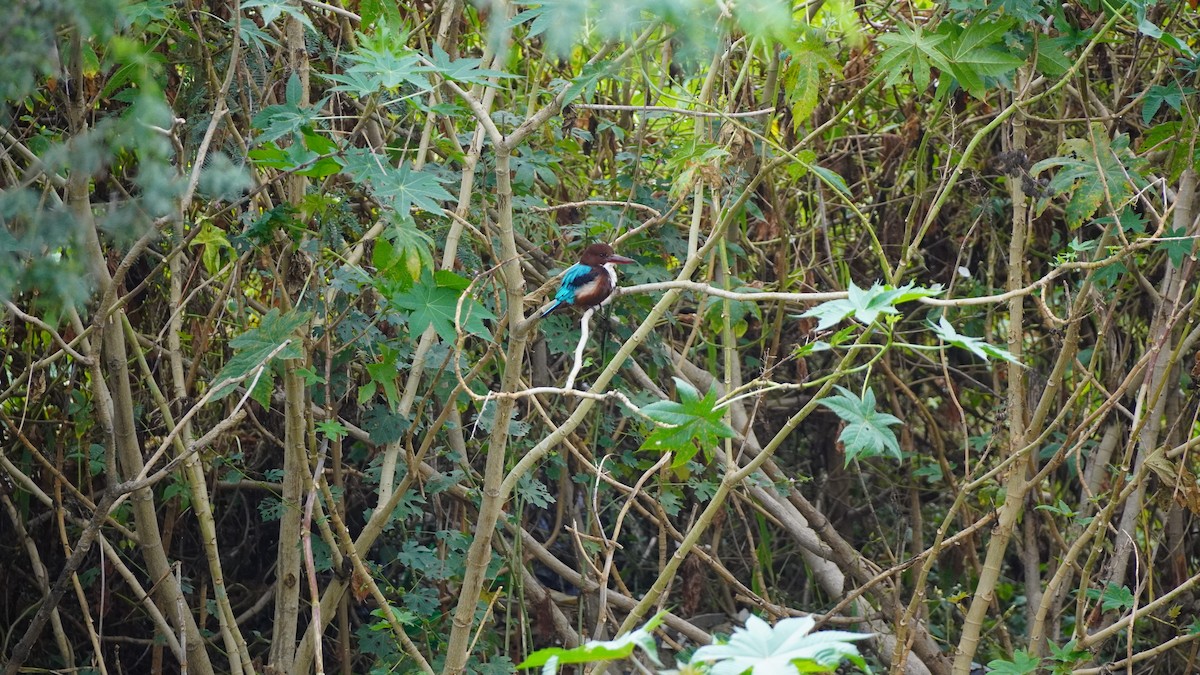 White-throated Kingfisher - ML645938904