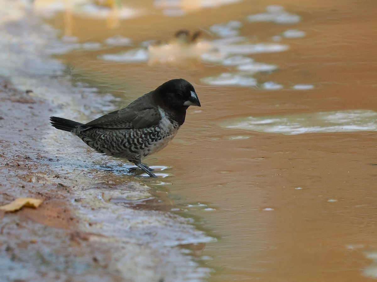 Bronze Mannikin - ML645938908