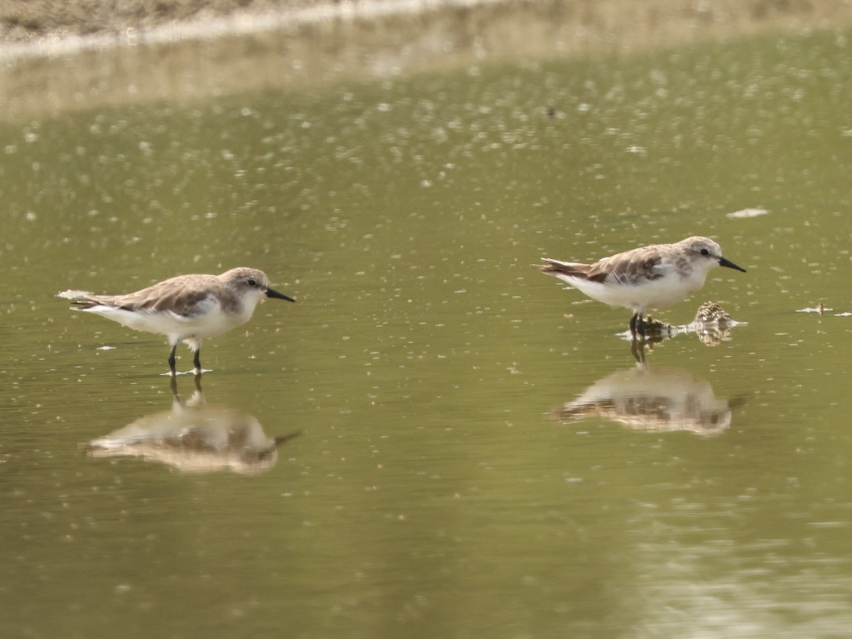 Sanderling - ML645938911