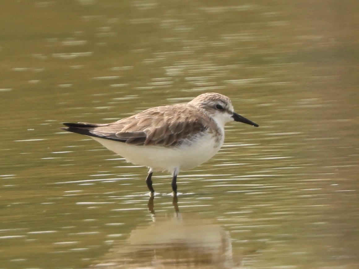 Sanderling - ML645938912
