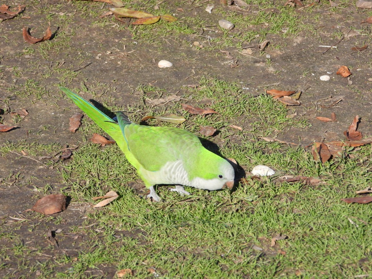 Калита сіроволий - ML645938922