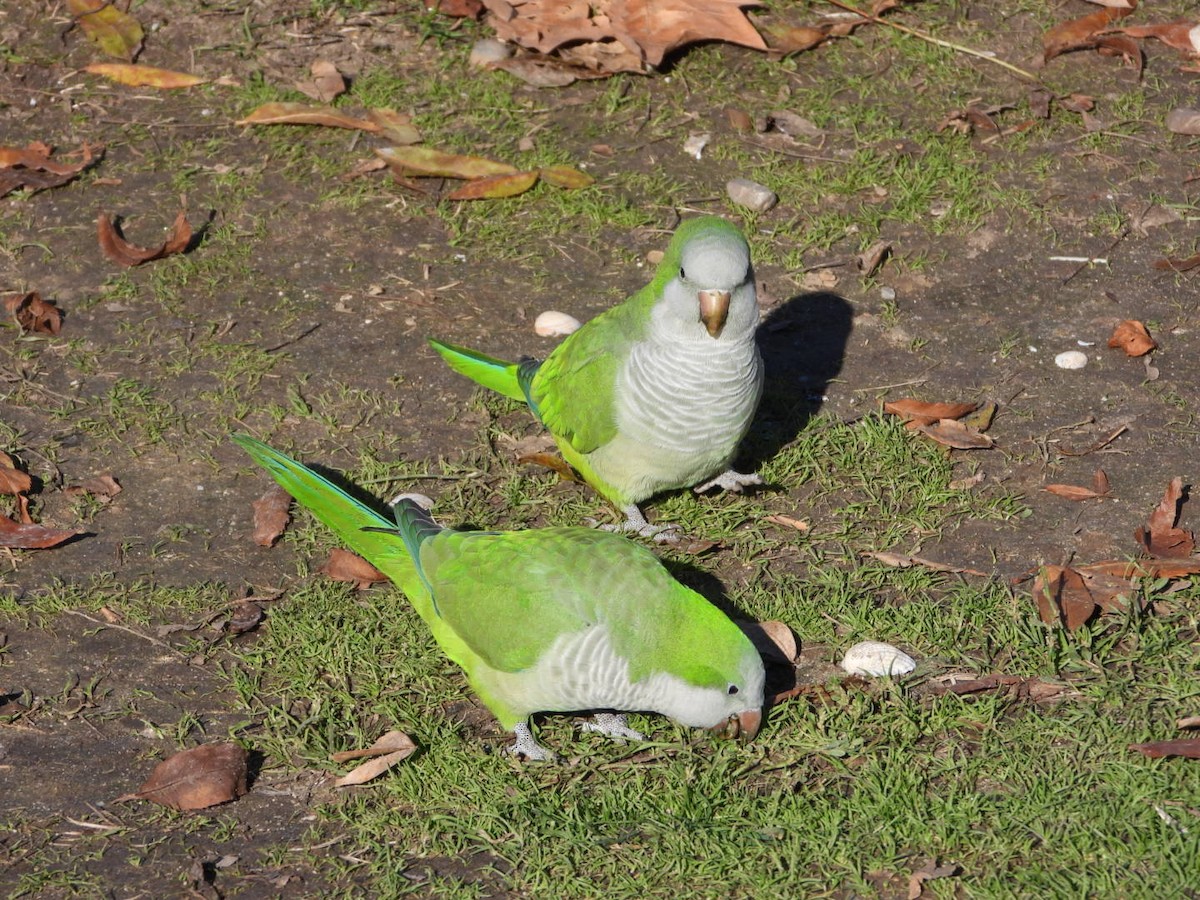Калита сіроволий - ML645938923