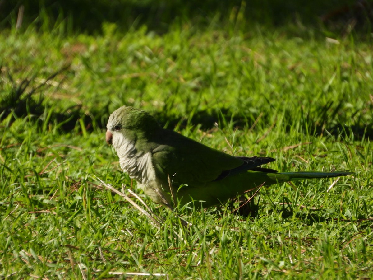Калита сіроволий - ML645938924