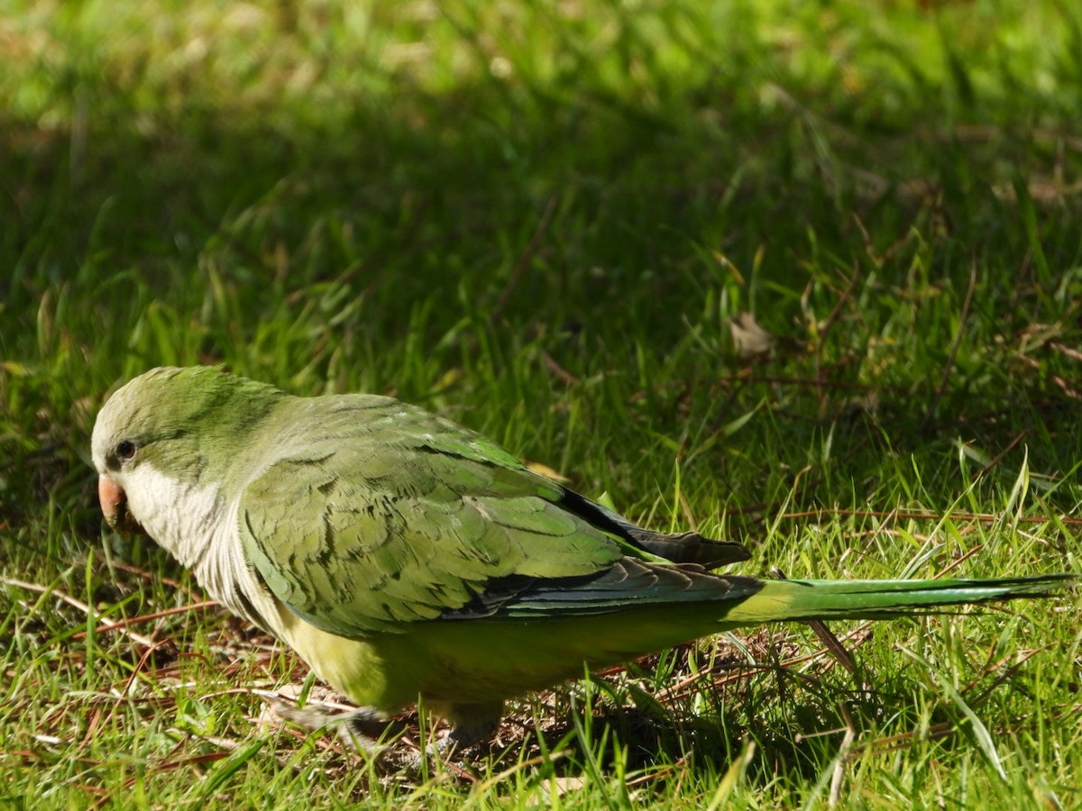 Калита сіроволий - ML645938925
