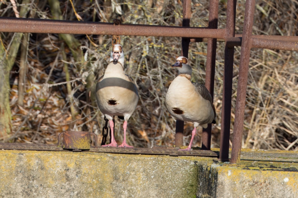 Egyptian Goose - ML645938926