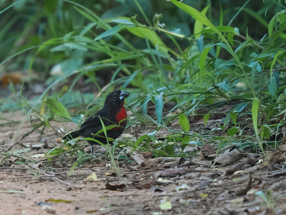 Western Bluebill - ML645938929