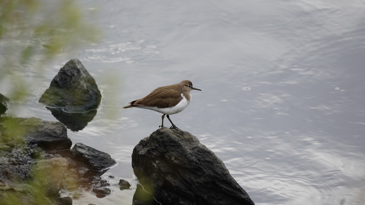 Common Sandpiper - ML645938931