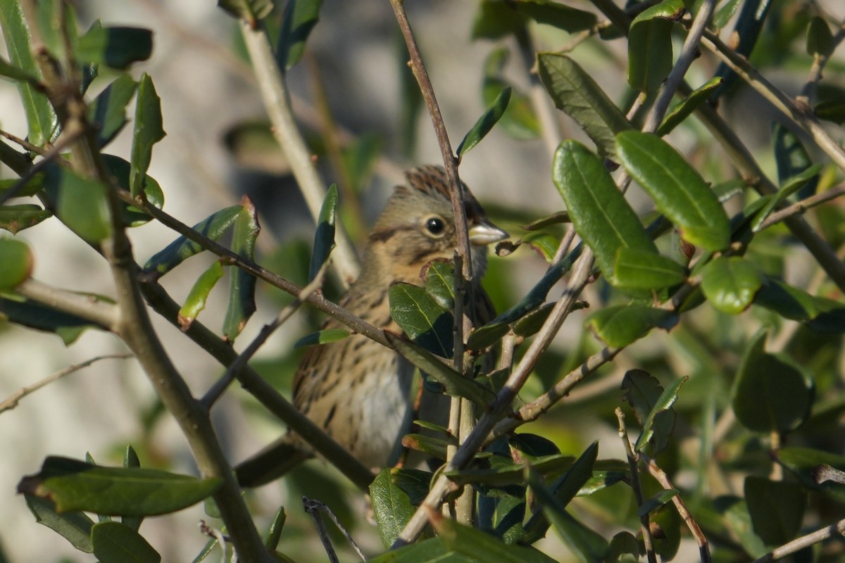 strnadec pruhohlavý - ML645938938