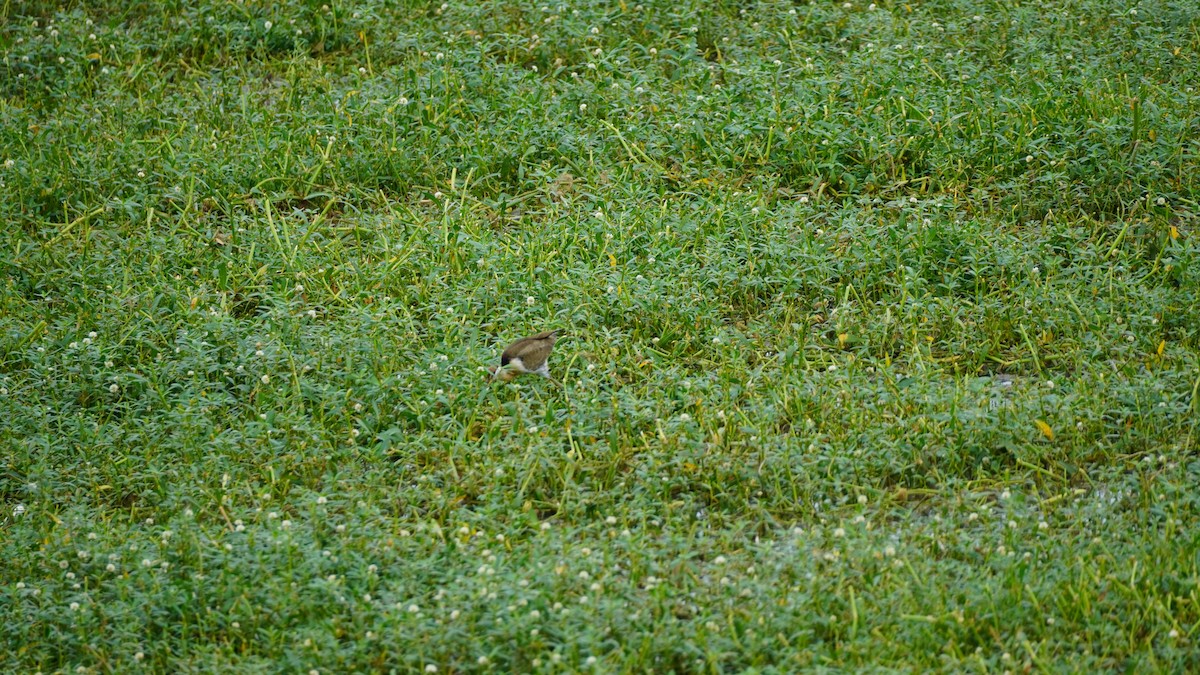 Bronze-winged Jacana - ML645938947