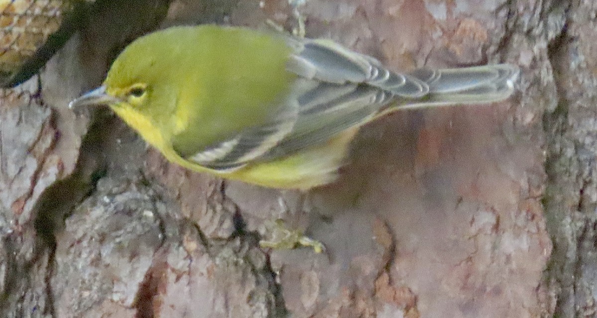 Pine Warbler - ML645938951