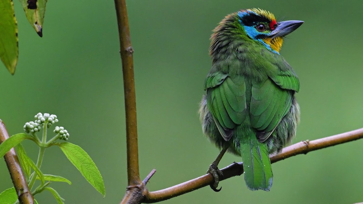 Black-browed Barbet - ML645938952