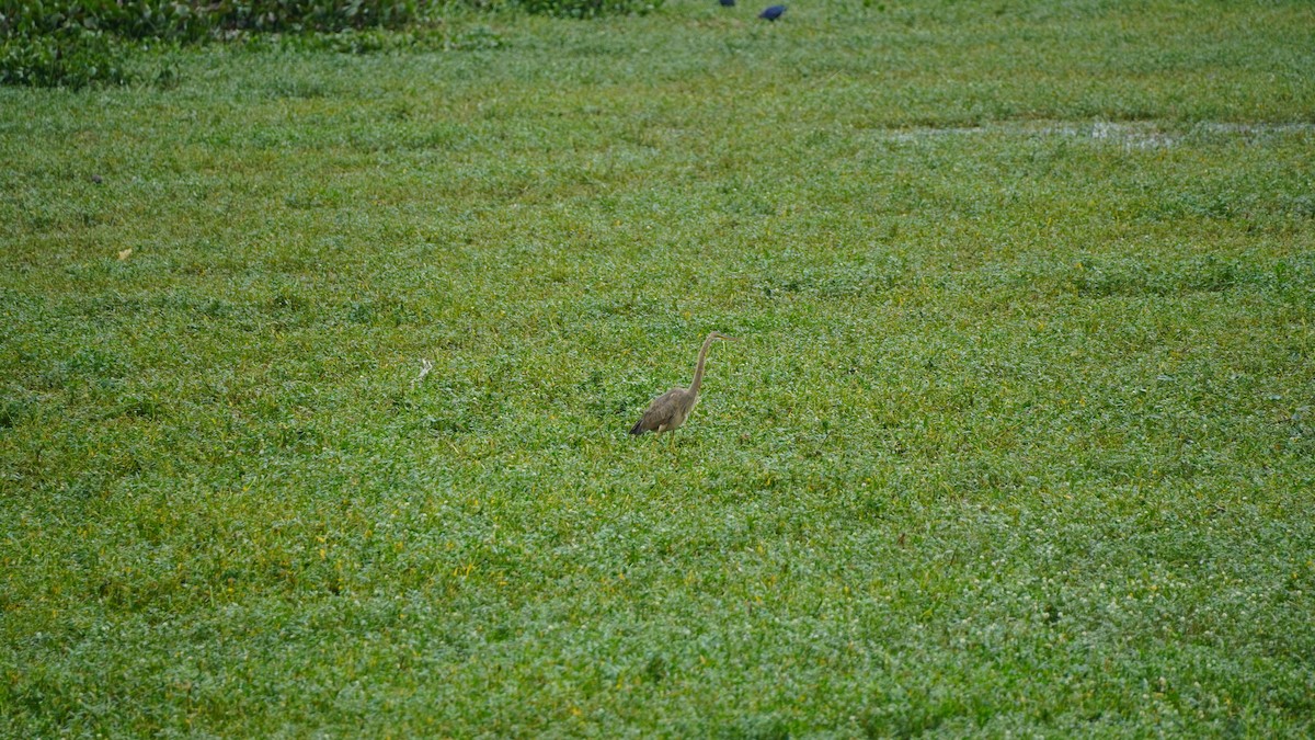 Purple Heron - ML645938956