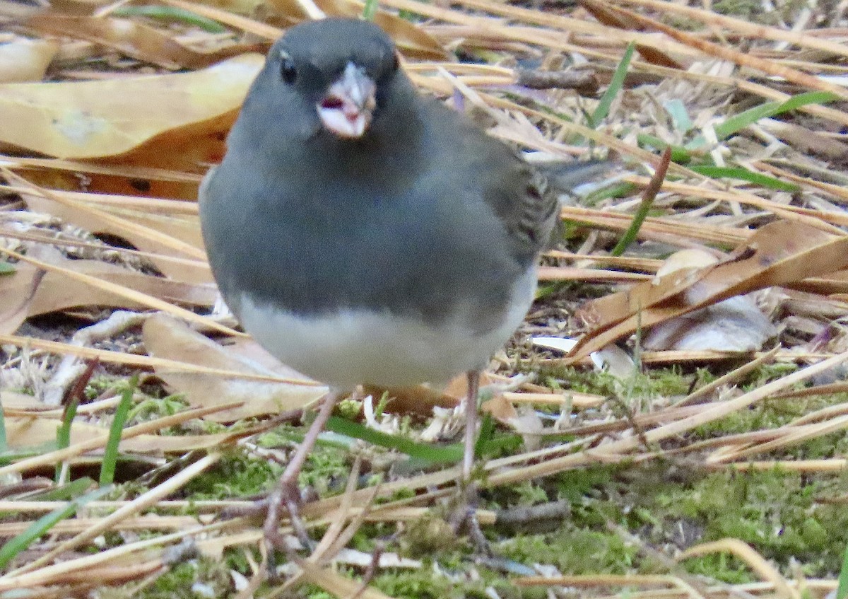Dark-eyed Junco (Slate-colored) - ML645938960
