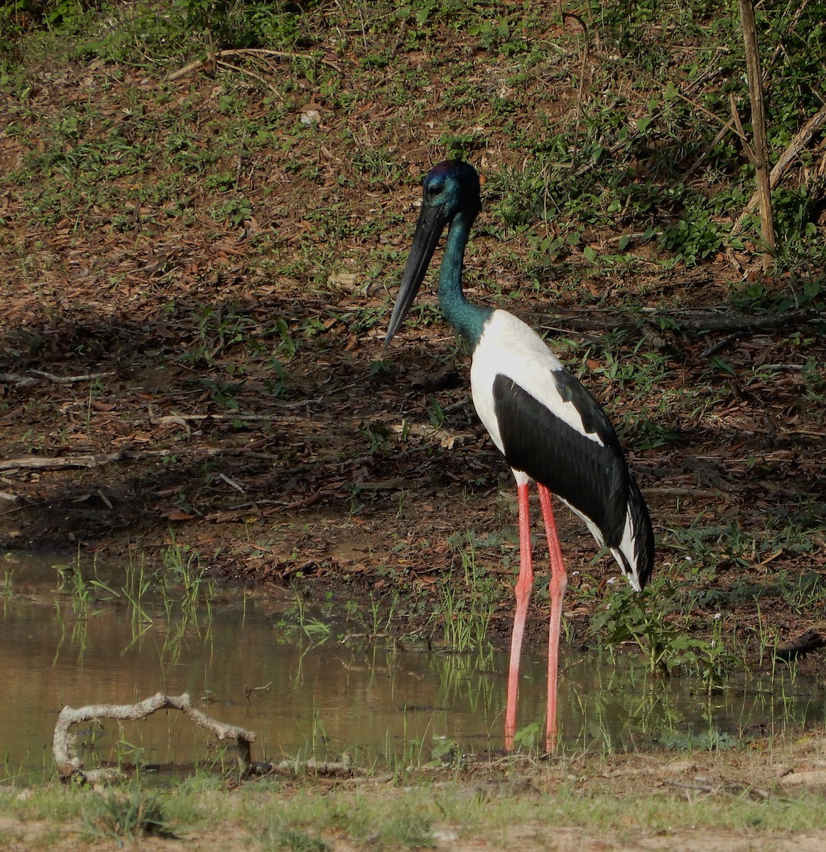čáp černokrký - ML645938962