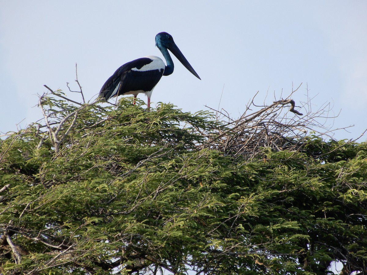 čáp černokrký - ML645938963