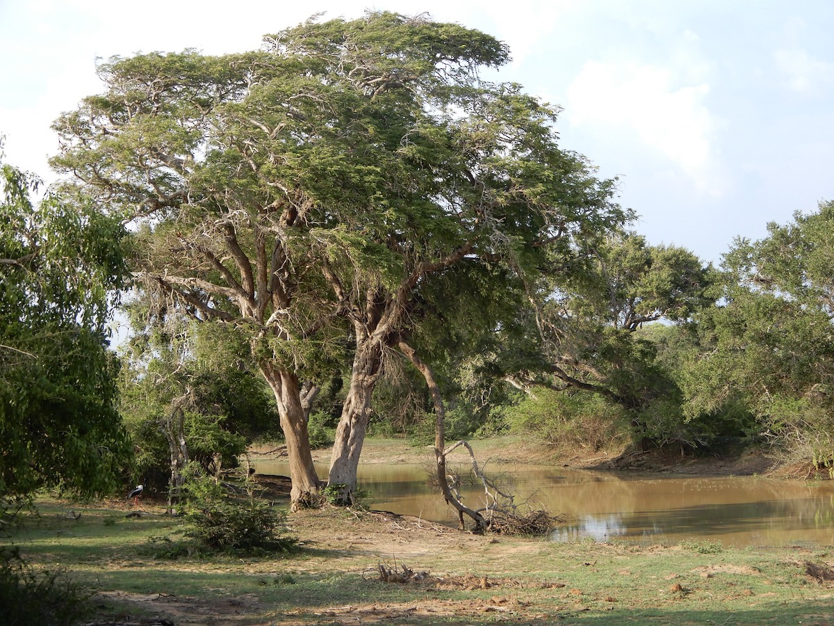 čáp černokrký - ML645938964