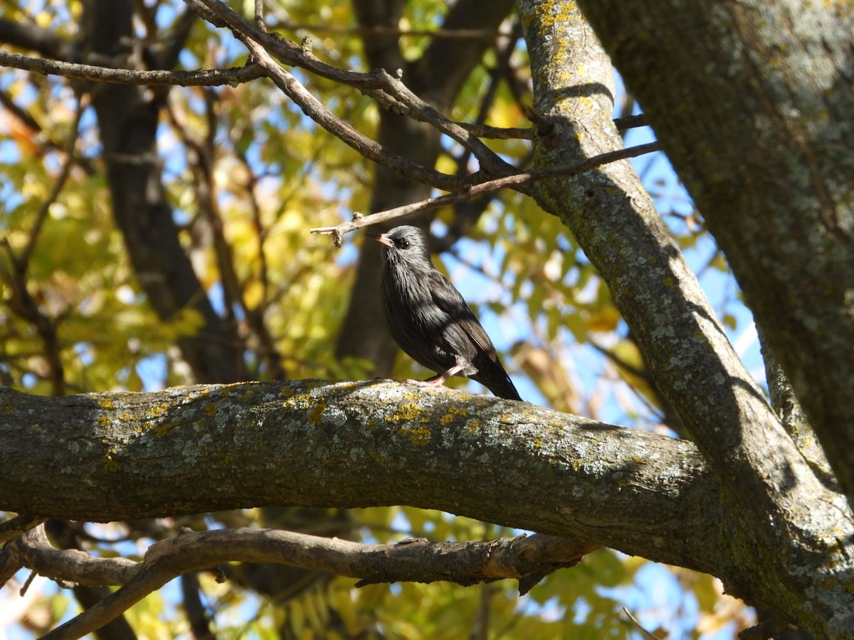 Étourneau unicolore - ML645938965