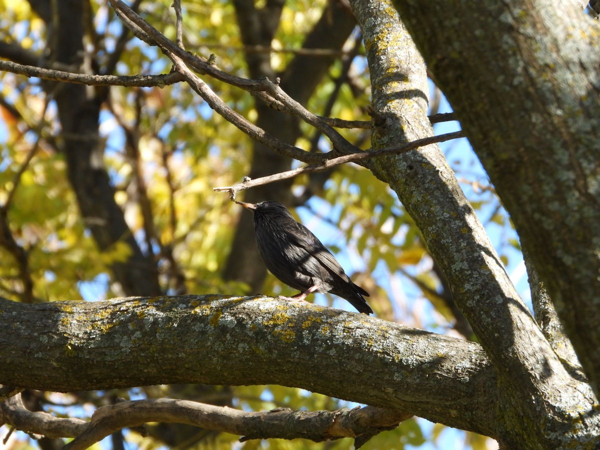 Étourneau unicolore - ML645938966