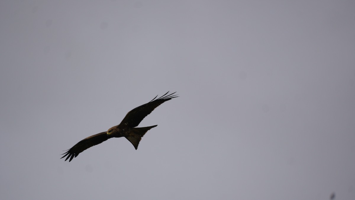 Black Kite - ML645938970