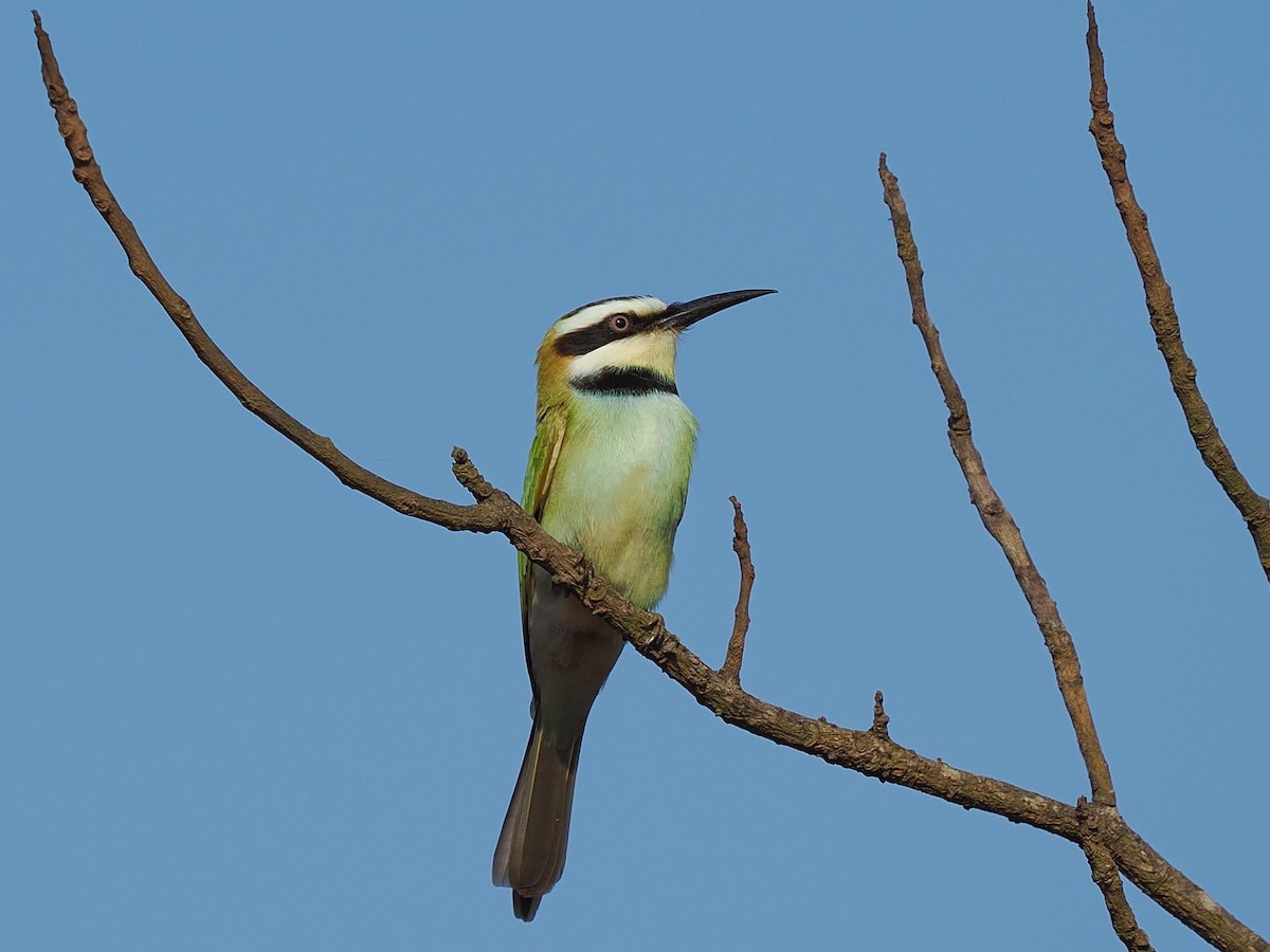 White-throated Bee-eater - ML645938975
