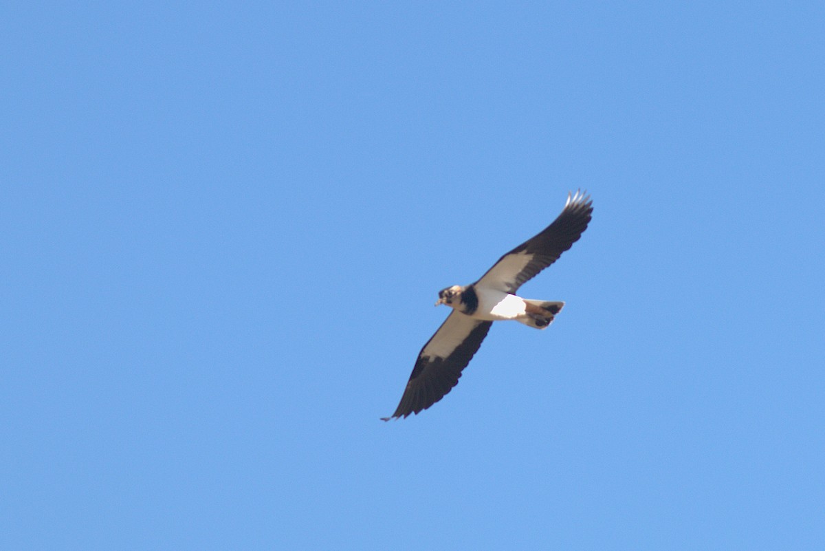 Northern Lapwing - ML645938985
