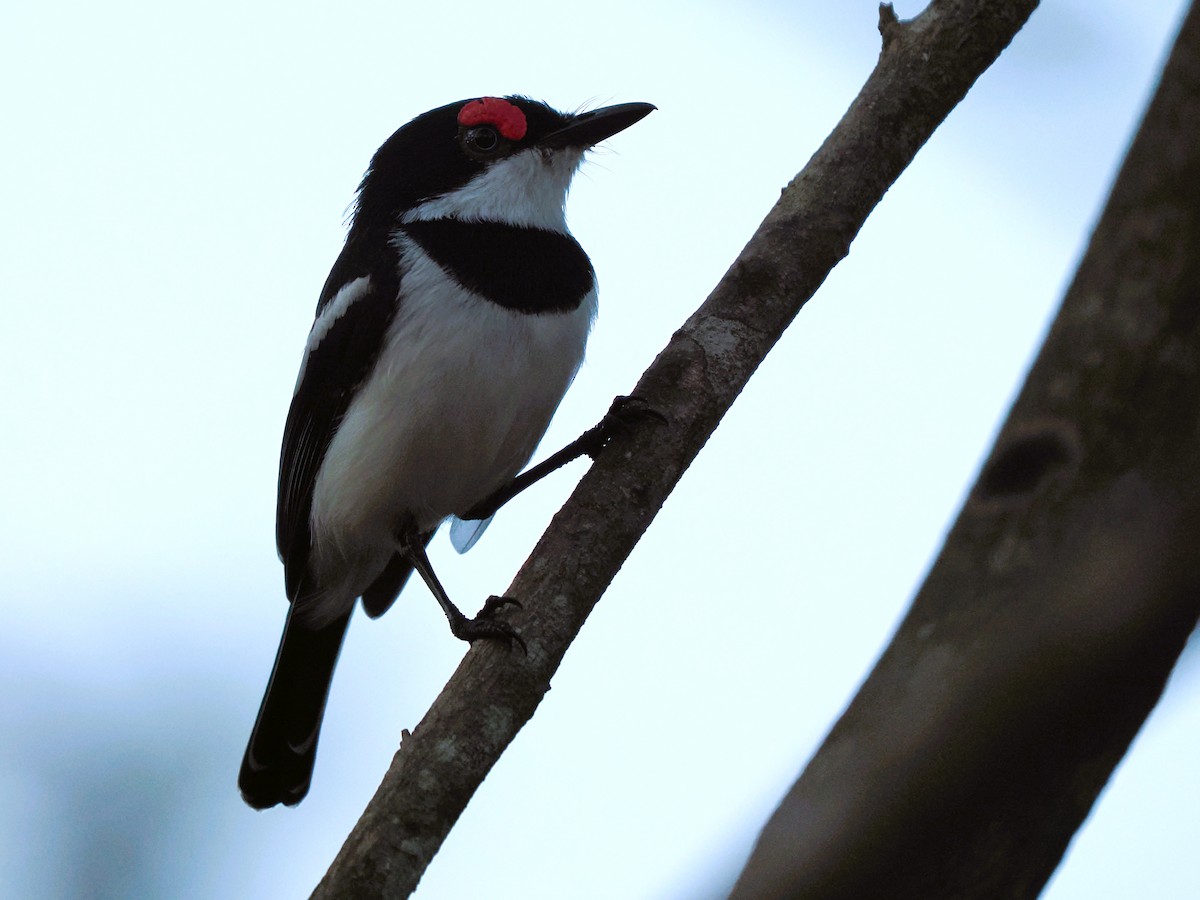 Brown-throated Wattle-eye - ML645938988