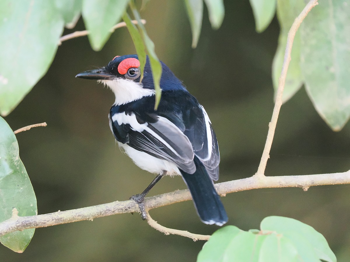 Brown-throated Wattle-eye - ML645938989